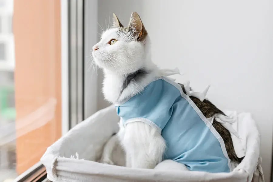 What Are The Benefits of Spaying and Neutering